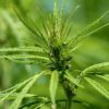 Hemp Regulations USDA Cannabis Now