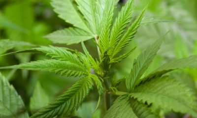 Cops' Claim a “$1 Billion” Cannabis Bust