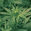 Illinois Cannabis Leglaization Cannabis Now