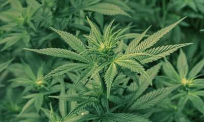 Illinois Cannabis Leglaization Cannabis Now