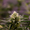 Legalization Cannabis Now