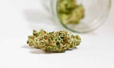 Weedmaps Cannabis Now