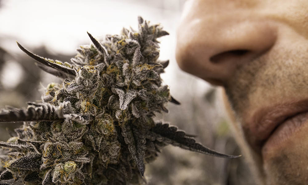 Blind Test Cannabis