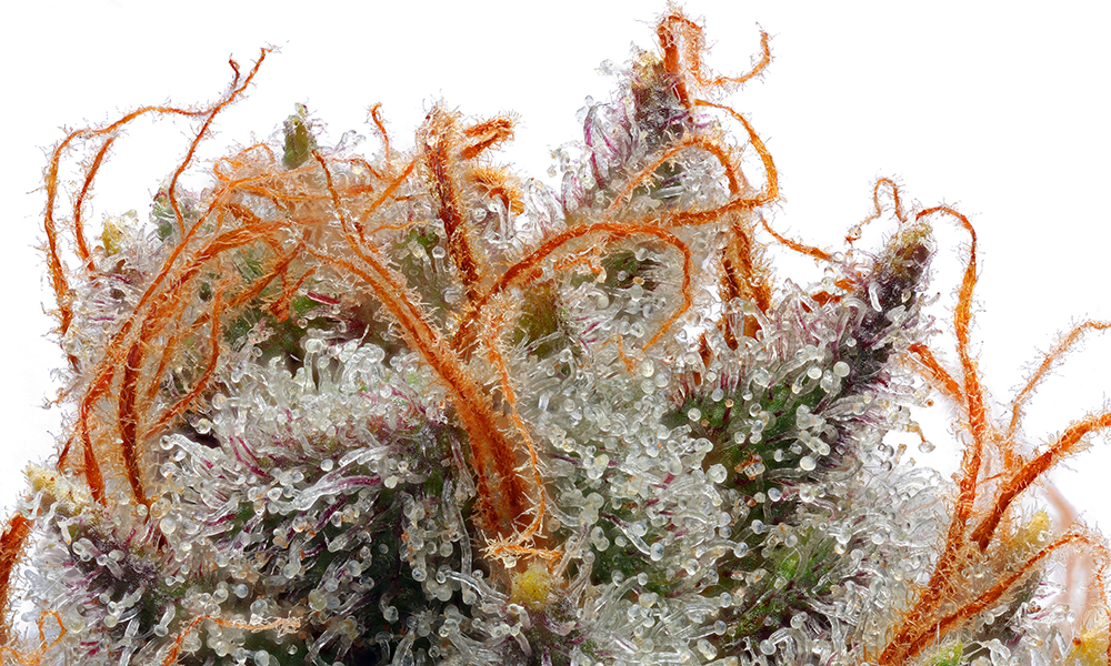 high quality strains for the home grower