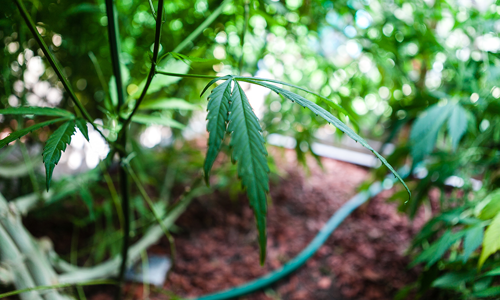 growing weed how i became a marijuana farmer