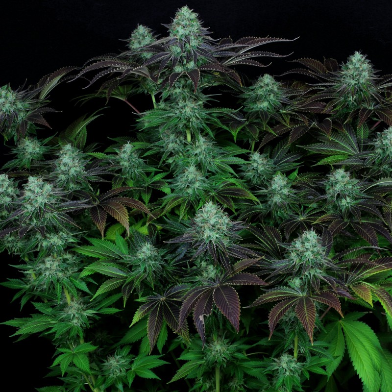photo of Dark Star: This Soothing Strain Will Melt Away Your Tension image