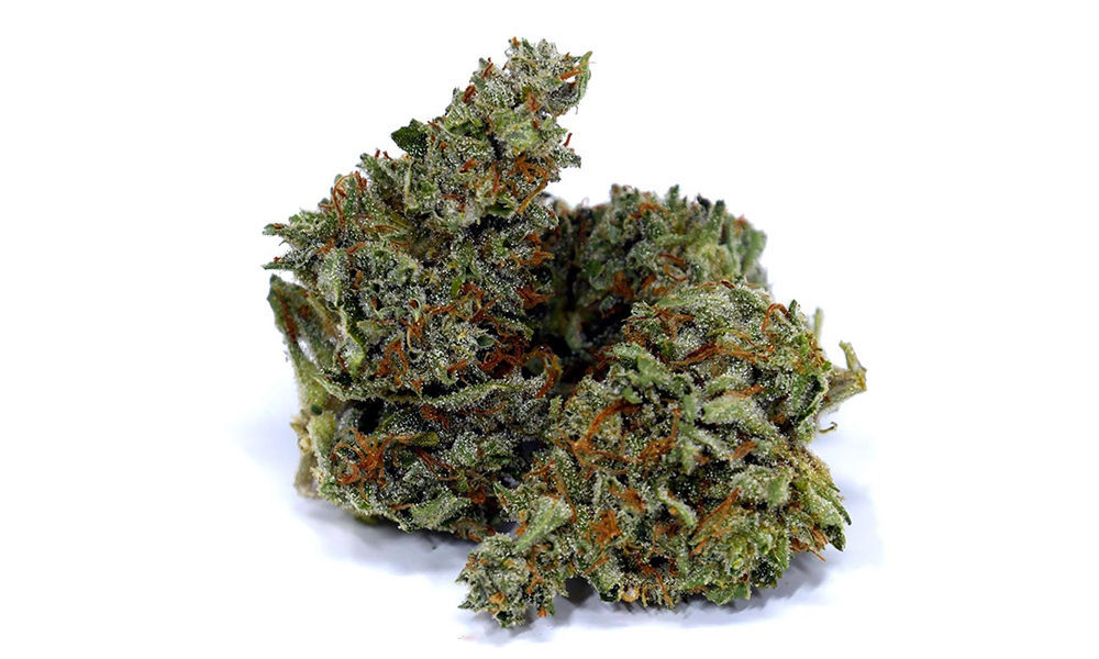 photo of Chocolope: This Potent Strain Provides a Contented Happiness image