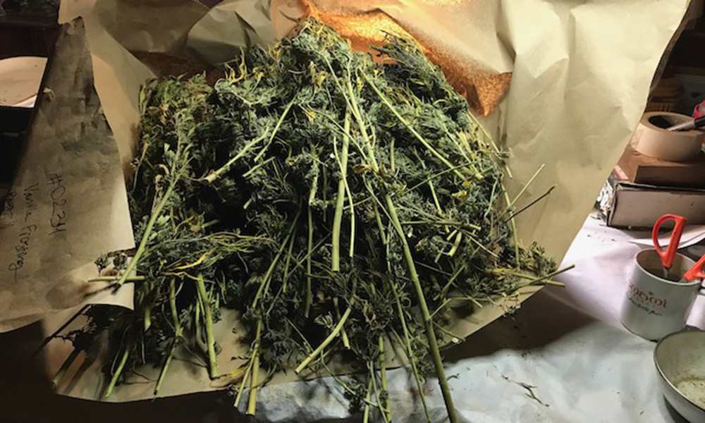 It’s Trim Time: A List of Everything You Need to Properly Trim Cannabis