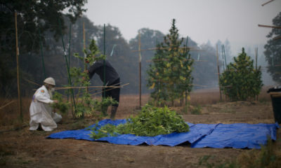 Swami harvesting cannabis crop