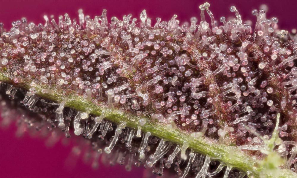 Good Trichome Microscope 