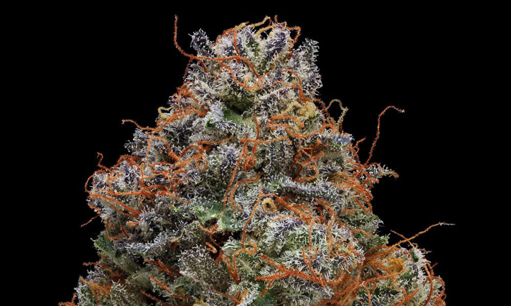 Blackberry Kush Insomnia Cannabis Strain