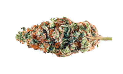 Stardawg gassy cannabis strains