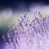 aromatherapy lavender