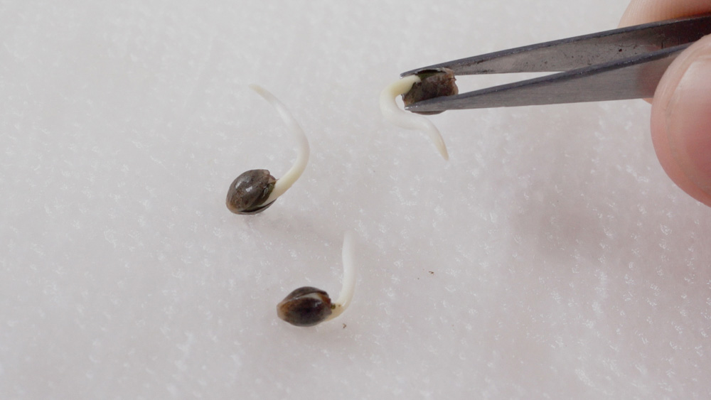 popped cannabis seeds and taproots