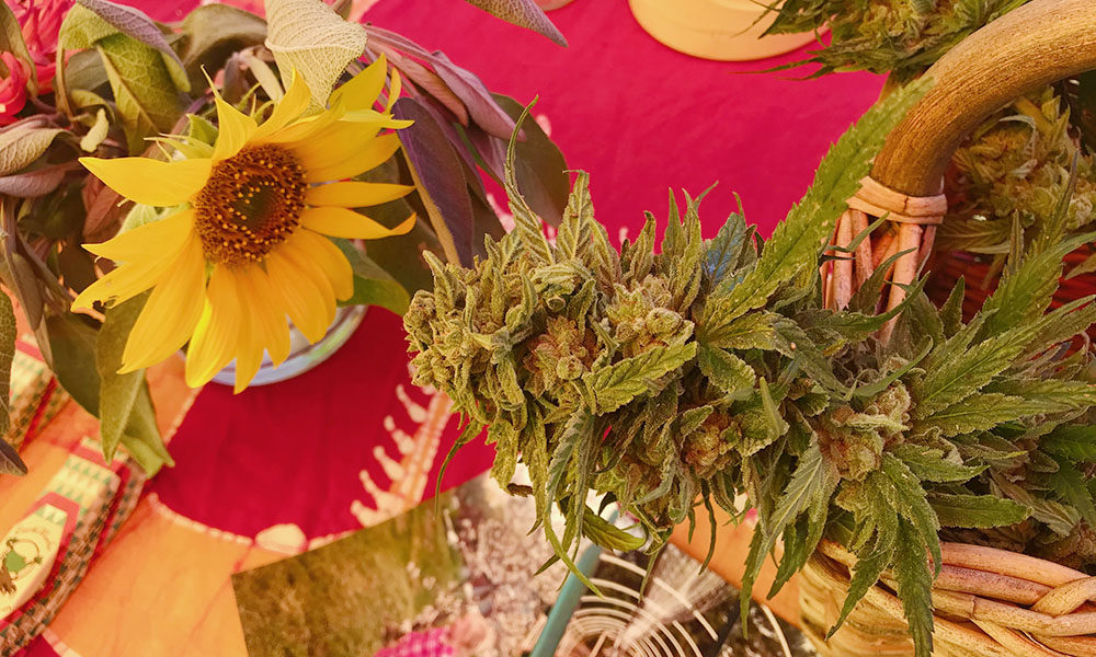 photo of Mendocino’s Cannabis Farmers Market image