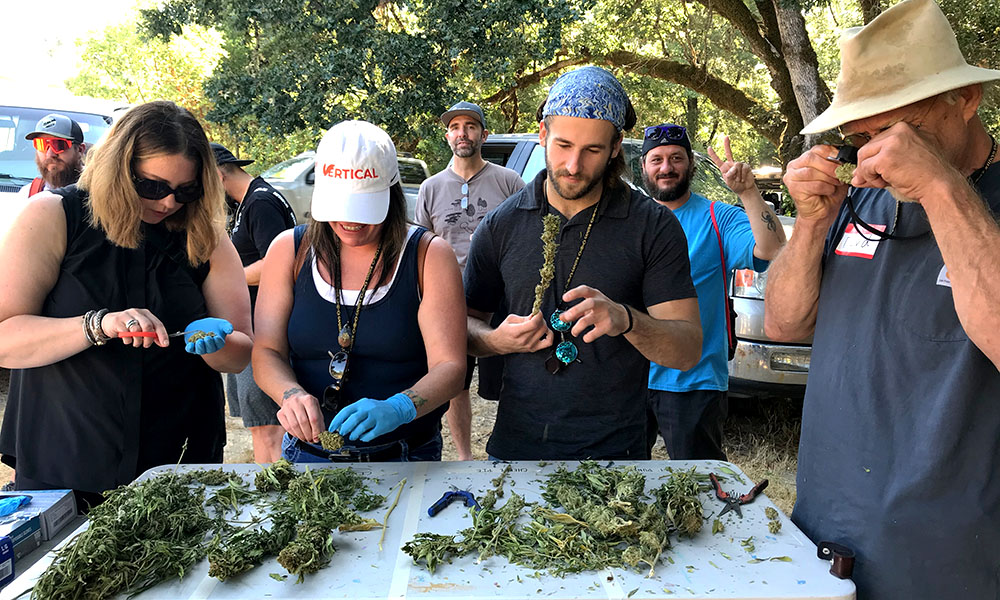 The Ganjier Certification Program provides deeper cannabis education for budtenders and other cannabis professionals.