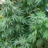 Cannabis Sativa plant in Ishkashim, Afghanistan