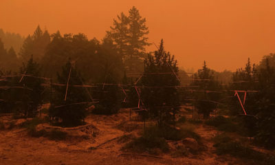 california fires on a cannabis farm in Mendocino