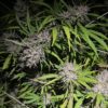 how to harvest cannabis plants