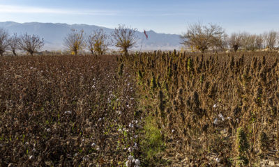 Afghanistan cannabis