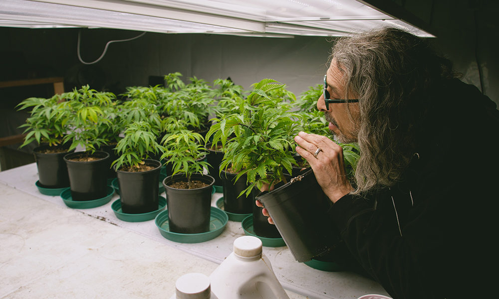 Why You Should Think Twice About Growing Marijuana Indoors