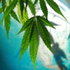 3 years after marijuana legalization in canada
