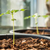 Medical marijuana in New York home cultivation