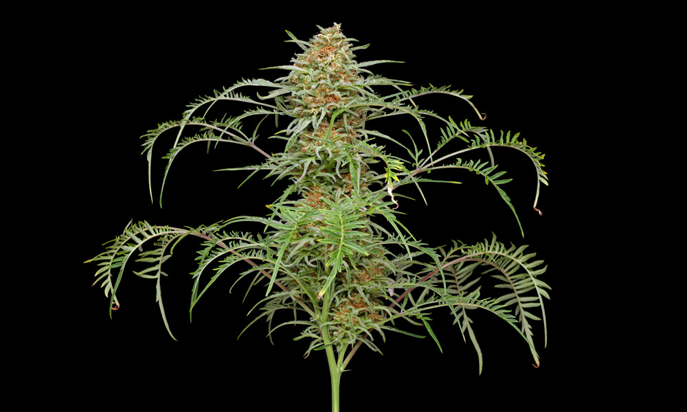 Freakshow Strain Cannabis Now