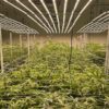 Spider Farmer LED Cannabis Grow Lights