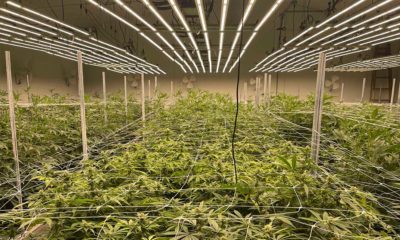 Spider Farmer LED Cannabis Grow Lights