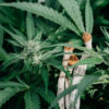cannabis plant and psilocybin