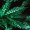 cannabis-derived CBD
