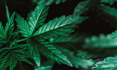 cannabis-derived CBD