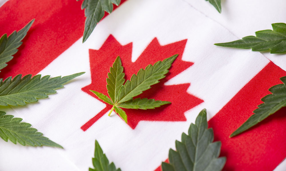 cannabis leaves on Canadian flag