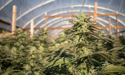 Greenhouse grown cannabis