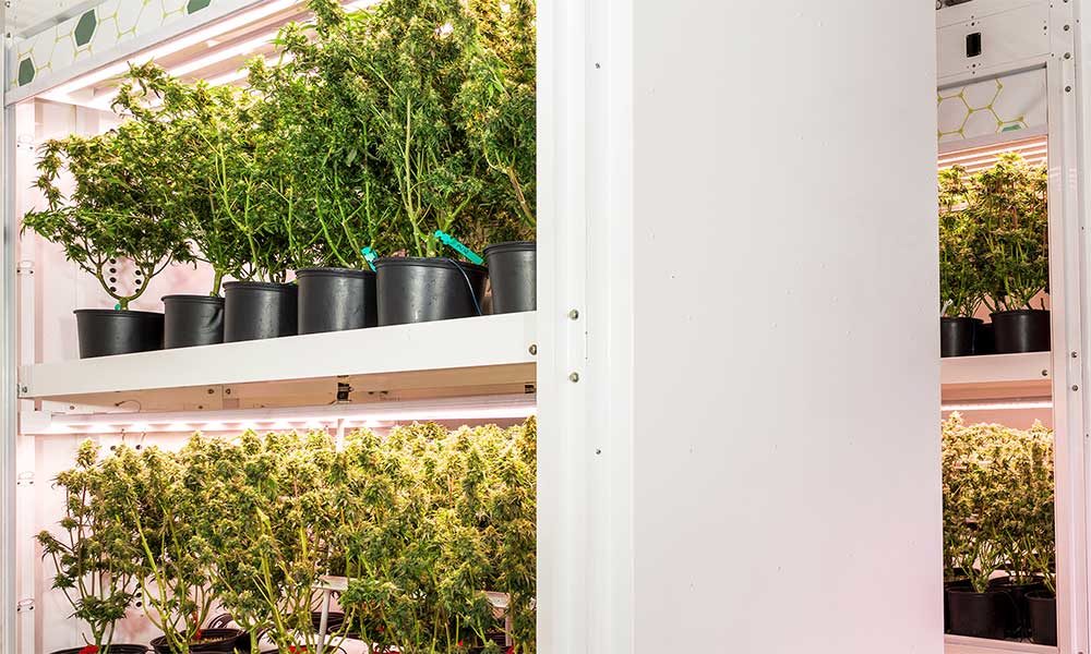 photo of Grow Better Cannabis With Agrify Vertical Farming Units image