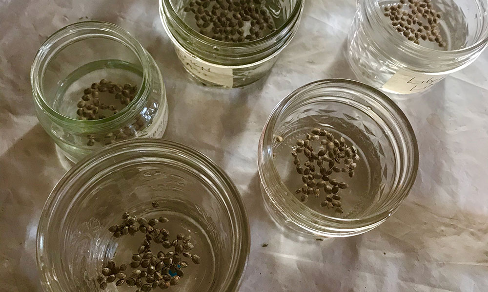 Cannabis seeds in water to crack