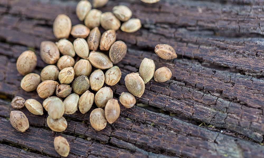 DEA Says Marijuana Seeds Are Considered Legal Hemp As Long As They Don't  Exceed THC Limit - Marijuana Moment