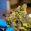 Cryo Cure cannabis