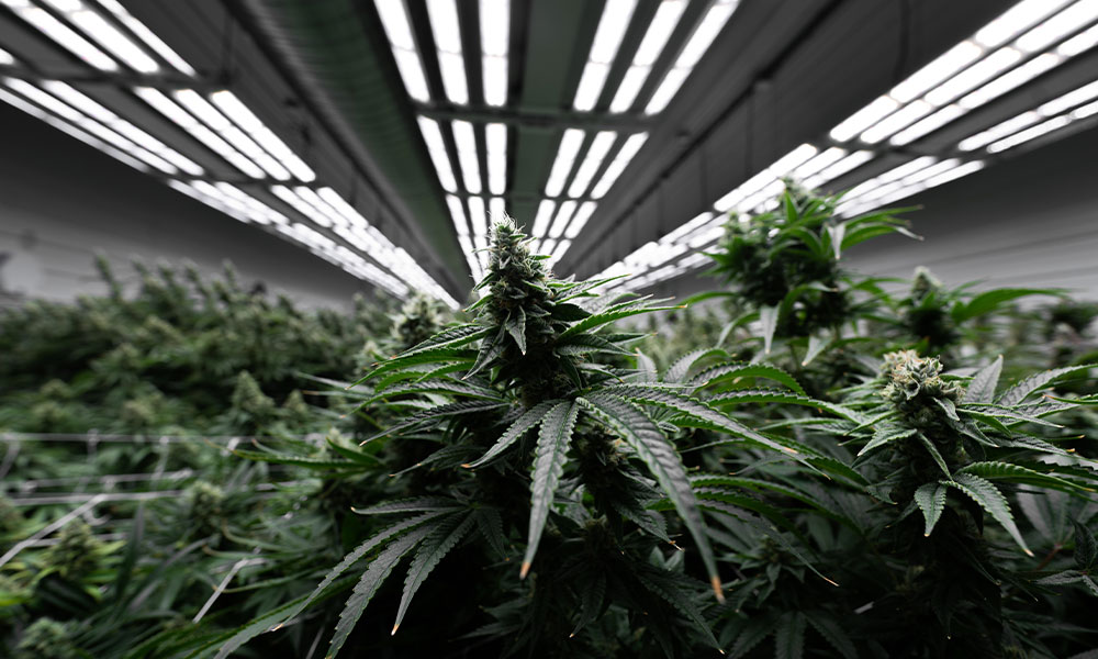Illicit Gardens cannabis grown under Fohse LED lights