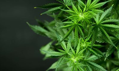 Kentucky Legalize Cannabis