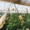 Wildwood Flower Farm Cannabis Now Issue 43