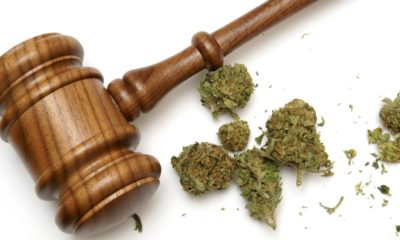 life sentence for federal cannabis conviction