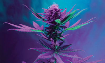 cannabis grown with programmable spectrum LEDs