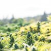 illegal cannabis grow Oregon