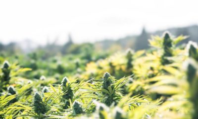 illegal cannabis grow Oregon