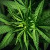 cannabis legalization bill