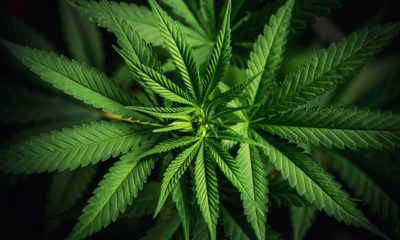 cannabis legalization bill