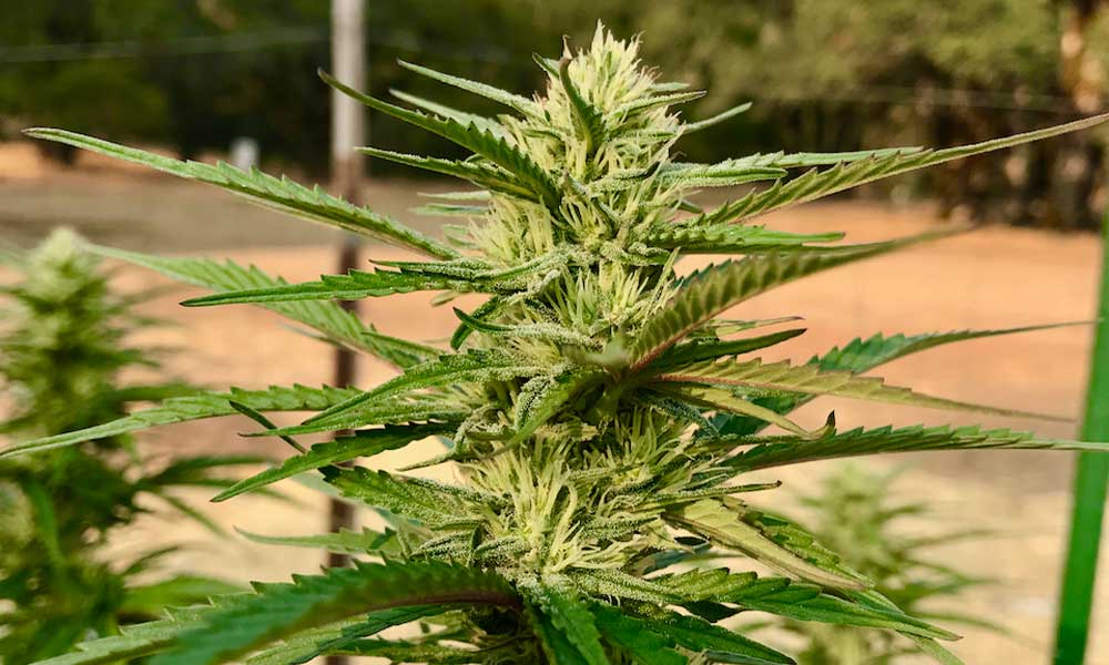 flowering cannabis buds