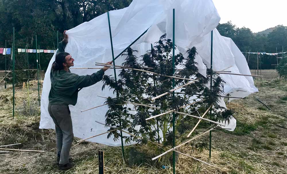 frost cloth for cannabis plants